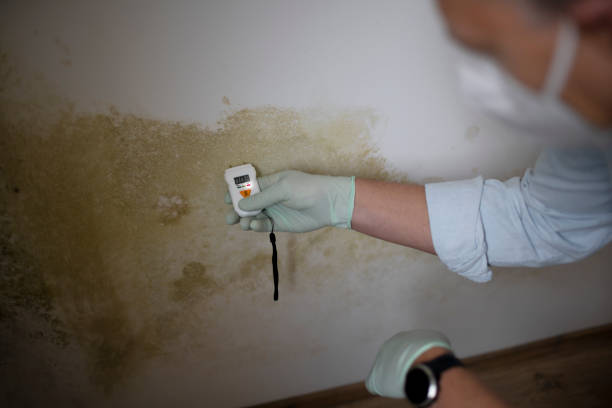 Best Certified Mold Removal  in Colonial Heights, TN