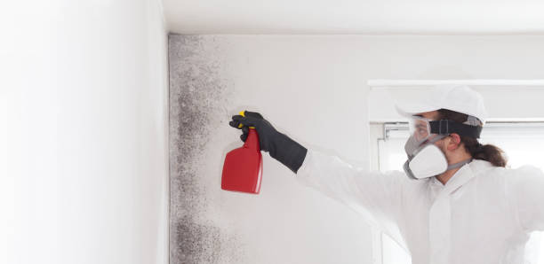 Best Home Mold Removal  in Colonial Heights, TN