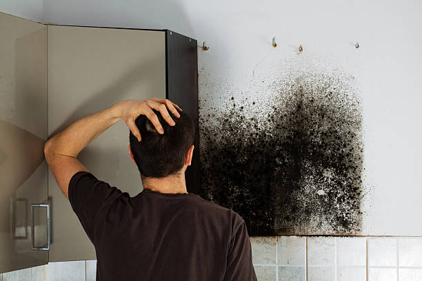 Best Commercial Mold Removal  in Colonial Heights, TN